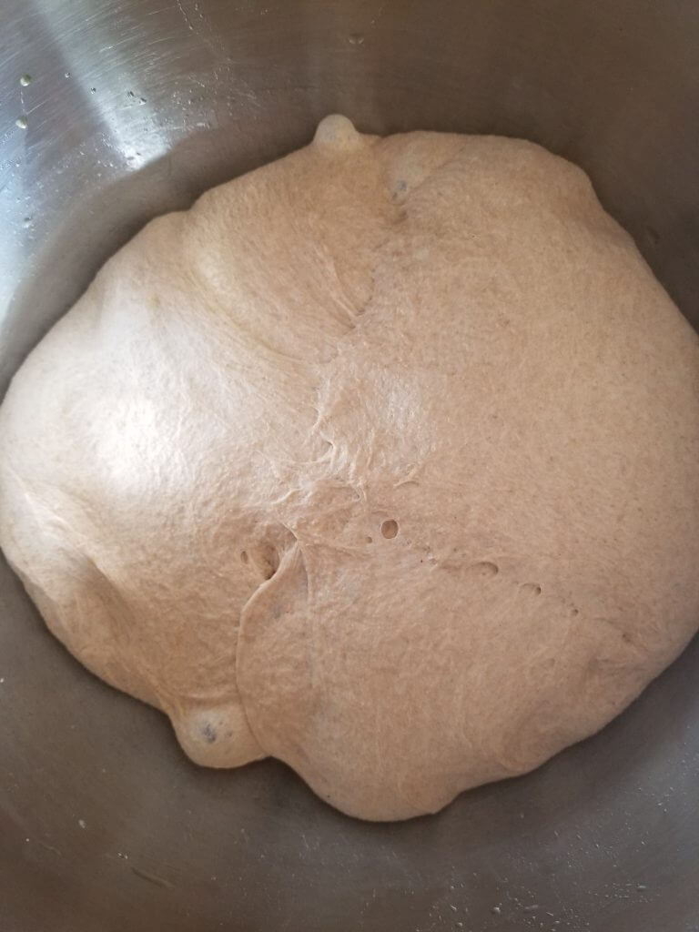 whole wheat ciabatta bread dough in a stainless steel bowl