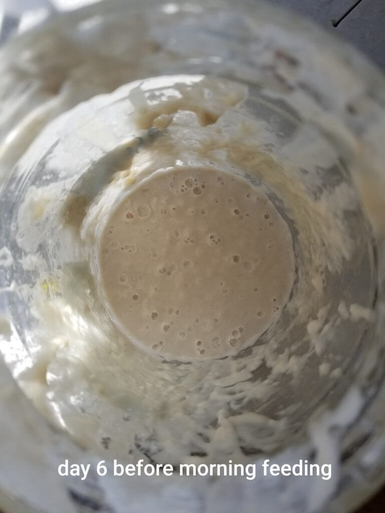 sourdough day 6 before morning feeding
