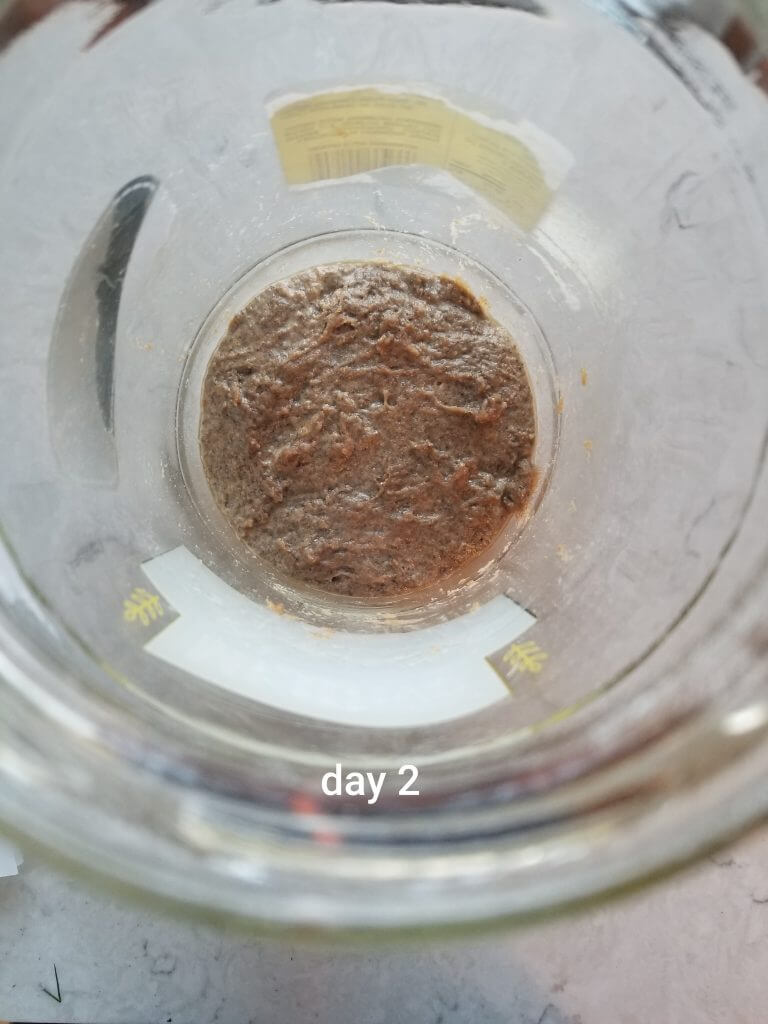 sourdough starter day 2