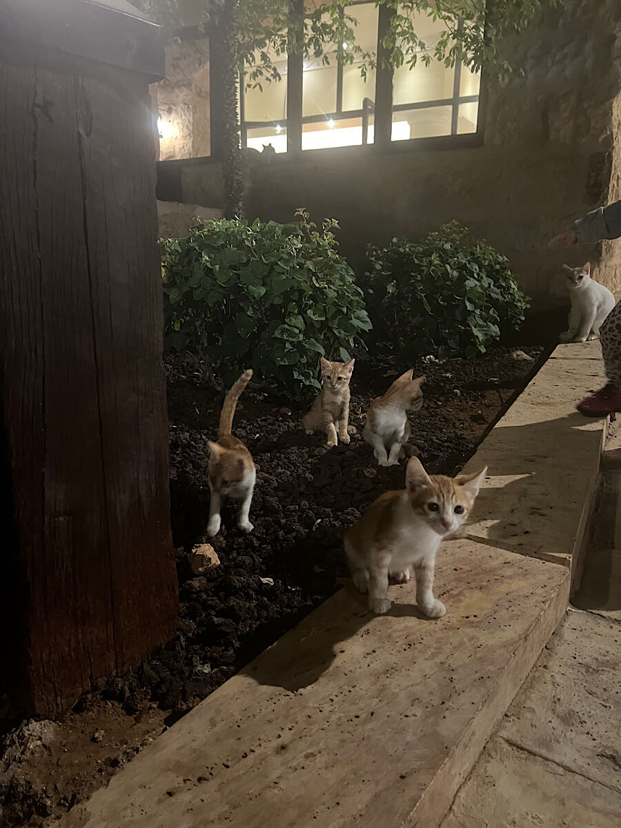 cats in Jordan